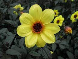 Rich soil often causes weak stems and a shorter life for the plant. Plants That Thrive In New England Greenhouse Grower