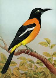 Black Bird With Orange Belly Vintage Bird Art Black Orange South American Troopial Etsy Birds Painting Bird Art Vintage Birds