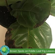 Do You Have Brown Spots On Your Fiddle Leaf Fig Click To Read Why This Happens And What You Can Do About It Fiddle Leaf Fig Fig Leaves Fiddle Leaf