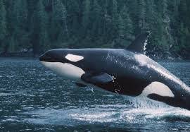 The exact size of megalodon is debated. Megalodon Vs 25 Killer Whales Battles Comic Vine