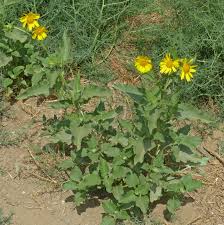 Image result for Verbesina encelioides