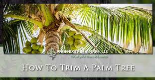 Palm trees which are up to 30 feet more often than not cost around $75 to $400. How To Trim A Palm Tree Palm Tree Pruning Phoenix Trim A Tree