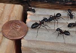 Because new pieces come through the door. Common Utah Ants Facts And How To Control These Utah Pests