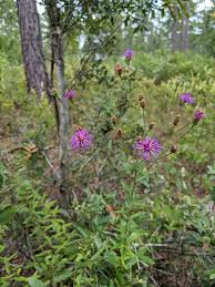 Image result for Vernonia turbinella
