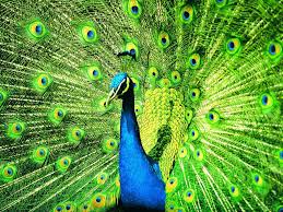 Resultado de imagem para aves mais bonitas do mundo