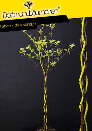 Stammchen Handgeflochten Ca 50 60 Cm Hoch Im 4 Liter Containertopf Standort Sonnig Halbschattig Bluten Gelblich Weiss Judasbaum Es Grunt So Grun Garten