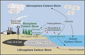 Find Out How The Carbon Cycle Works In This Guide From The