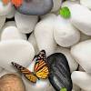 Nature wallpaper for phone free download for. 1