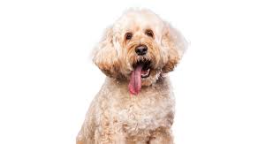 We did not find results for: A New Mogie In The House Tmc News