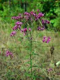 Image result for Vernonia hochstetteri