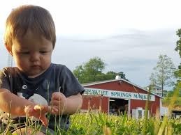 whitacre whitacre orchards virginia shawnee springs market virginia marketing springs shawnee pinterest