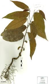 Image result for Monoon