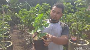 Pala merupakan salah satu tanaman yang menguntungkan, hal ini karena tanaman ini dapat berbuah sepanjang tahaun tanpa mengenal musim dan juga waktu. Tanam Buah Surga Di Belakang Rumah Milenial Ini Raup Puluhan Juta