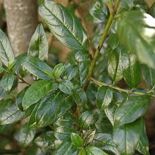Image result for Rhamnus prinoides