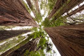 Over 759 worms eye view pictures to choose from, with no signup needed. Landscape Redwoods Worms Eye View Forest Jediah Smith John Greengo John Greengo Photography