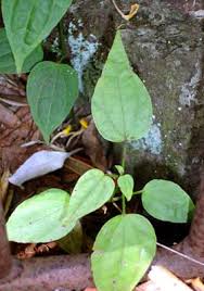 Image result for Thunbergia kirkiana