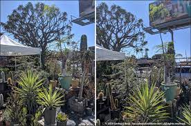 No san pedro id requests, too often they result in poaching or stealing of cacti. California Cactus Center In Pasadena