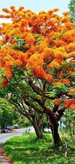 Check Out The Most Majestically Trees In The World Beautiful Tree Royal Poinciana Flowering Trees