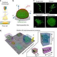 We did not find results for: Dynamics Of Bacterial Population Growth In Biofilms Resemble Spatial And Structural Aspects Of Urbanization Nature Communications