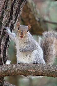 Lil Poser Squirrel Funny Cute Squirrel Animals
