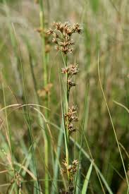Image result for Cladium mariscus