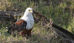 The scavenger animals are those that mainly consume decomposing biomass, such as rotten meat or plant material. Top 25 Birds That Scavenge Wild Bird Revolution