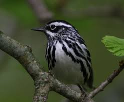 Small Birds Of Northern Illinois Black And White Warbler Pretty Birds Beautiful Birds Backyard Birds