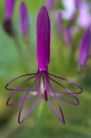 Plantes Inhabituelles Planter Des Fleurs Fleurs Rares
