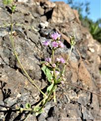 Image result for Commicarpus helenae