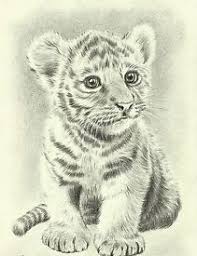 Pin By Tiger Follis On Tiger Drawings Pencil Drawings Of Animals Animal Drawings Animal Art