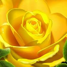 Pin By Mariam Joseph On Rose Pic Yellow Roses Yellow Flower Wallpaper Beautiful Roses