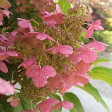 Quick Fire Panicle Hydrangea Hydrangea Paniculata Proven Winners