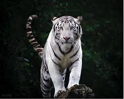 Spirited away, studio ghibli, anime, water, built structure. 19 Ide Maung Bodas Binatang Buas Harimau Binatang