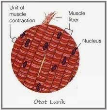 My Blog S Otot Lurik Otot Polos Dan Otot Jantung