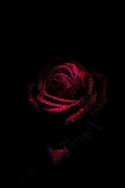Pin By L K On Bilder In 2020 Red Roses Wallpaper Dark Background Wallpaper Flower Phone Wallpaper