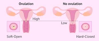 Image result for cervix position