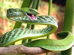 Mundo Y Tecnologia On Twitter Vine Snake Poisonous Snakes Beautiful Snakes