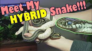 Unlike most of their brethren they are not poisonous and are quite harmless on their own; How To Identify Garter Snakes Youtube