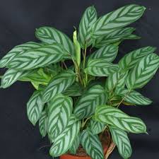 Ctenanthe lubbersiana 'golden mosaic' common names: Ctenanthe Setosa