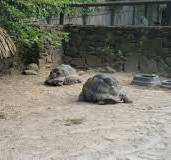 Synthetic Roofing for Zoo | Palmex International