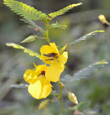 Image result for Chamaecrista falcinella