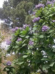 Image result for Wigandia urens