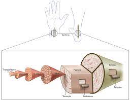 Maybe you would like to learn more about one of these? Tendon Structure And Composition The Structure Of Tendons Is Organized Download Scientific Diagram