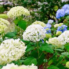 アナベルの育て方 栽培方法 植え方やお手入れのコツやポイントまで 通販 ディノス