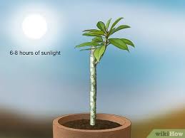 Check spelling or type a new query. How To Grow Plumeria From Cuttings With Pictures Wikihow