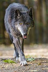 Black Wolf Walking Towards Me Wolf Walking Black Wolf Animals