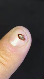 85 likes · 2 talking about this. B M Pest Control Inc Facebook