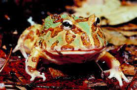 What Type Of Body Coverings Do Amphibians Have