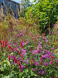 Image result for Vernonia purpurea