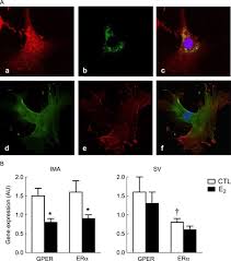 Estrogens and Coronary Artery Disease: New Clinical Perspectives